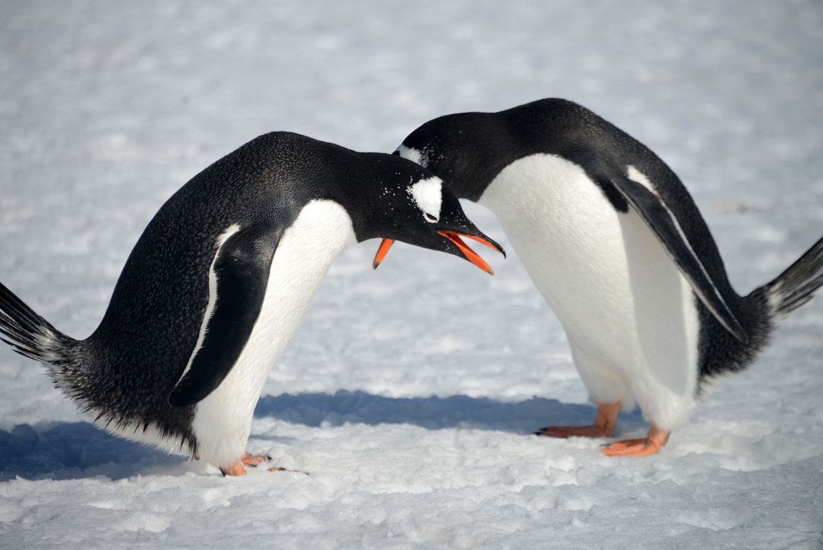 12B Two Gentoo Penguins Perform Their Mating Ritual On Aitcho Barrientos Island In South Shetland Islands On Quark Expeditions Antarctica Cruise